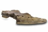 Fossil Dinosaur (Triceratops) Jaw Section - Wyoming #382560-1